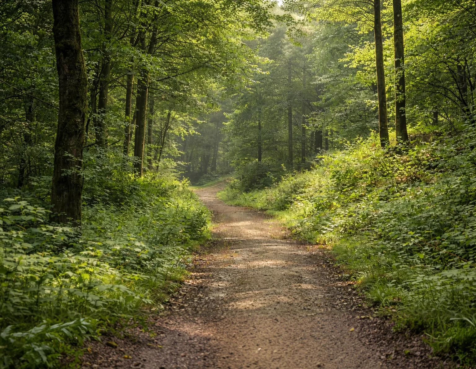 Randonnée en forêt dans les Ardennes